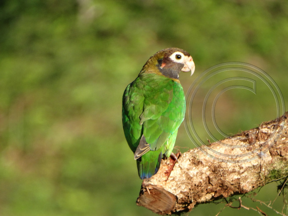 Brown-hooded Parrot Pyrilia haematotis @ Laguna Lagarto Lodge DSC00877