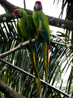 Great Green Macaw Ara ambiguus @ The Ara Project Manzamillo © Paul Bartlett DSC02959