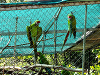 Great Green Macaw Ara ambiguus @ Punta Islita © Paul Bartlett DSC09813