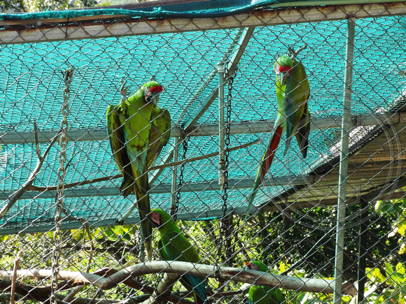 Great Green Macaw Ara ambiguus @ Punta Islita © Paul Bartlett DSC09813