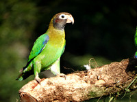 Brown-hooded Parrot Pyrilia haematotis @ Laguna Lagarto Lodge DSC00909