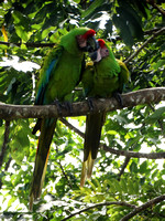 Great Green Macaw Ara ambiguus @ The Ara Project Manzamillo © Paul Bartlett DSC02872