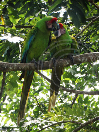 Great Green Macaw Ara ambiguus @ The Ara Project Manzamillo © Paul Bartlett DSC02872