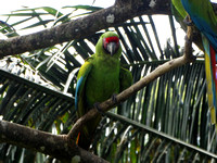 Great Green Macaw Ara ambiguus @ The Ara Project Manzamillo © Paul Bartlett DSC02791