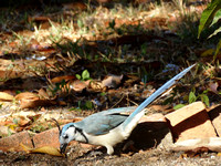 White-throated Magpie-Jay Calocitta formosa @ La Ensenada lodge Puntarenas CR © Paul Bartlett DSC09633