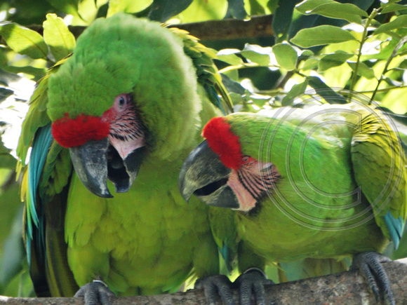 Great Green Macaw Ara ambiguus @ The Ara Project Manzamillo © Paul Bartlett DSC02876