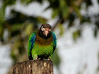 Brown-hooded Parrot Pyrilia haematotis @ Laguna Lagarto Lodge DSC00820