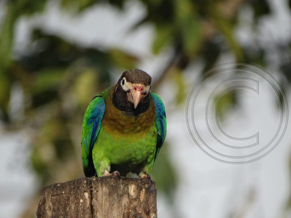 Brown-hooded Parrot Pyrilia haematotis @ Laguna Lagarto Lodge DSC00820