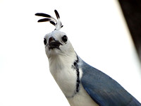 White-throated Magpie-Jay Calocitta formosa @ Montezuma CR © Paul Bartlett DSC04050