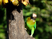 Brown-hooded Parrot Pyrilia haematotis @ Laguna Lagarto Lodge DSC00913