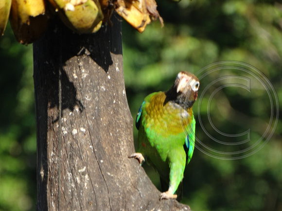 Brown-hooded Parrot Pyrilia haematotis @ Laguna Lagarto Lodge DSC00913