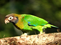 Brown-hooded Parrot Pyrilia haematotis @ Laguna Lagarto Lodge DSC00900