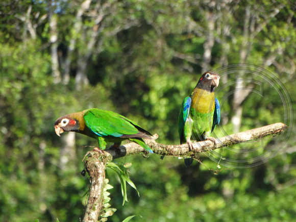 Brown-hooded Parrot Pyrilia haematotis @ Laguna Lagarto Lodge DSC00926