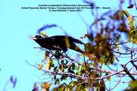 P1170008 Crested oropendola (Psaracolius decumanus)