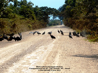 P1170196 Black vulture (Coragyps atratus)