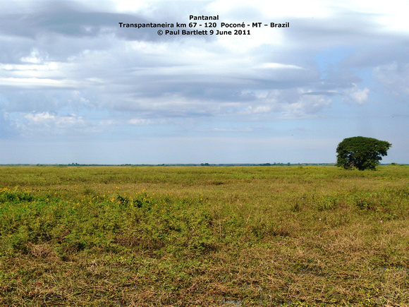 P1170178 Pantanal
