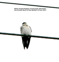 P1170439 White-winged Swallow (Tachycineta albiventer)