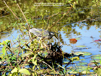 P1160198 Striated heron (Butorides striatus)