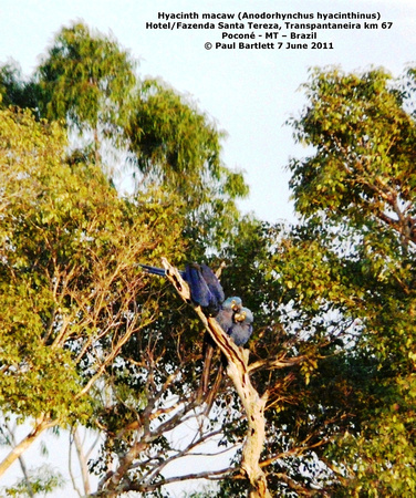 P1160842 Hyacinth macaw (Anodorhynchus hyacinthinus)
