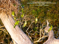P1160845 Monk parakeet (Myiopsitta monachus)