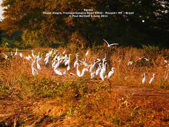 P1160719 Egrets