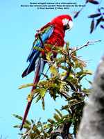 P1150042 Green winged macaw (Ara chloropterus)