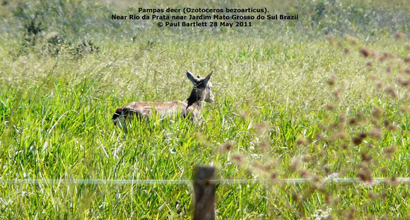 P1150195 Pampas deer (Ozotoceros bezoarticus)