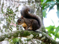 P1170568 Brazilian squirrel (or Guianan squirrel) (Sciurus aestuans)