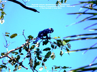 P1160042 Hyacinth macaw (Anodorhynchus hyacinthinus)