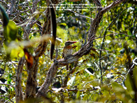 P1150099 Chaco puffbird (Nystalus striatipectus)