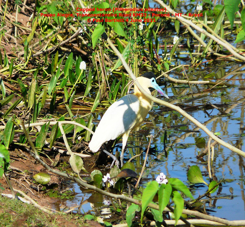 P1160328 Capped heron (Pilherodius pileatus)