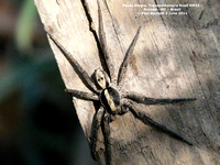 P1160356 spider