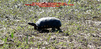P1160775 Red Footed Tortoise (Chelonoidis carbonaria)