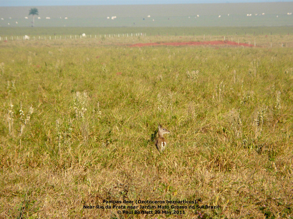 P1150335 Pampas deer (Ozotoceros bezoarticus)