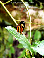 P1170521 butterfly