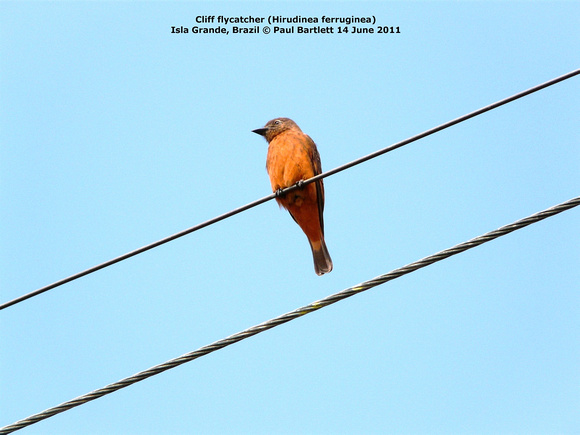 P1170407 Cliff flycatcher (Hirudinea ferruginea)