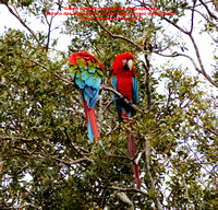 P1150020 Green winged macaw (Ara chloropterus)