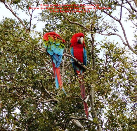 P1150020 Green winged macaw (Ara chloropterus)