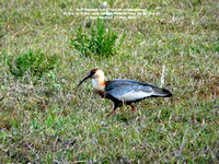 P1150112 Buff-necked ibis (Theristicus caudatus)