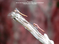 P1150051 dragonflies