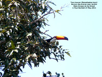 P1150083 Toco toucan (Ramphastos toco)