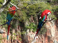 P1150151 Green winged macaw (Ara chloropterus)