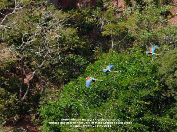 P1150073 Green winged macaw (Ara chloropterus)