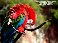 P1150153 Green winged macaw (Ara chloropterus)