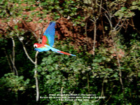 P1150070 Green winged macaw (Ara chloropterus)