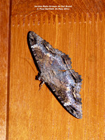 P1150009 moth