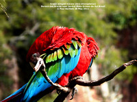 P1150152 Green winged macaw (Ara chloropterus)