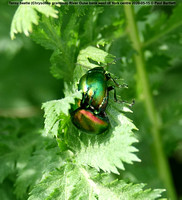 The Tansy beetle (Chrysolina graminis)