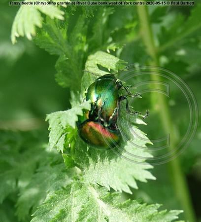 CRI01761 Tansy beetle (Chrysolina graminis) River Ouse bank west of York centre 2020-05-15 © Paul Bartlett w