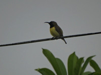 DSC00298 Olive backed sunbird (Nectarinia jugularis)